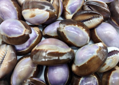 Purple top serpent - purple, cowrie